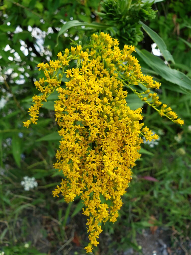 goldenrod is a keystone species that supports 100+ species of caterpillars
