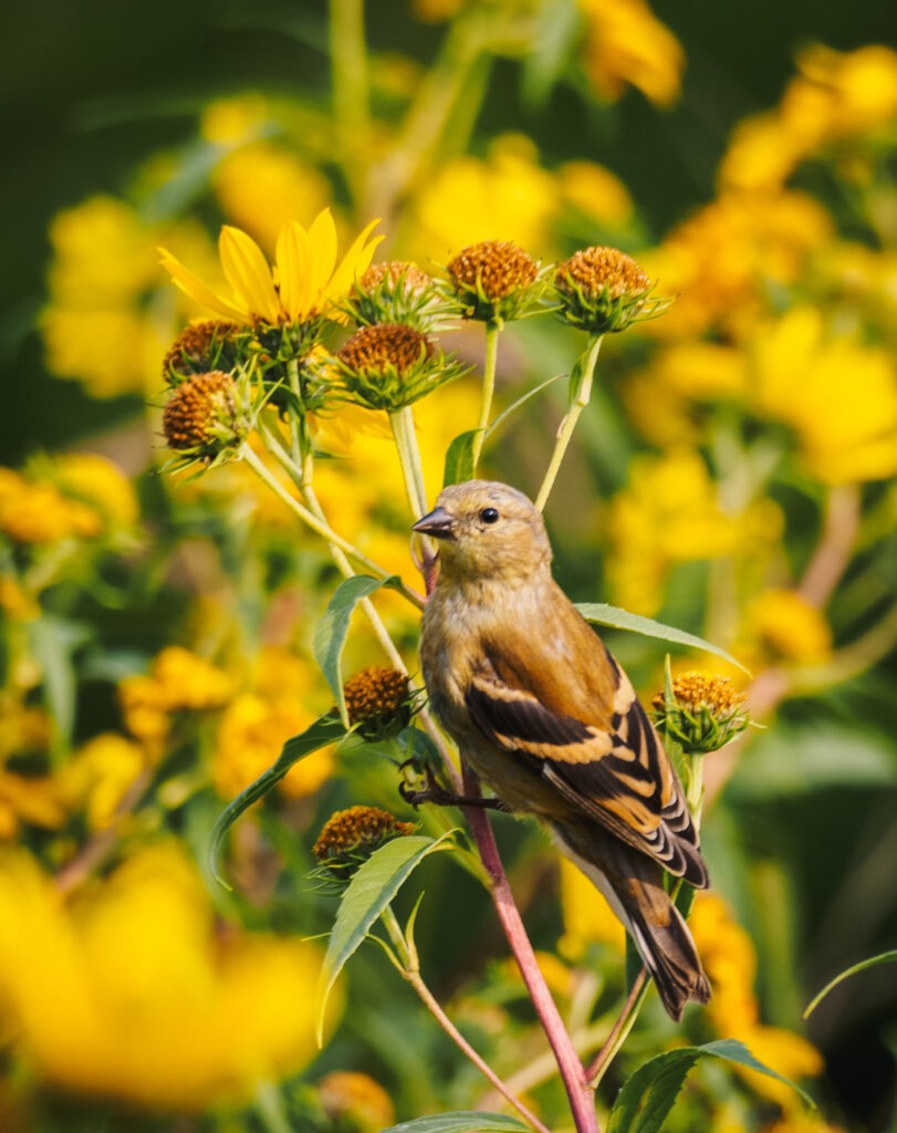 goldfinch rests on flowers