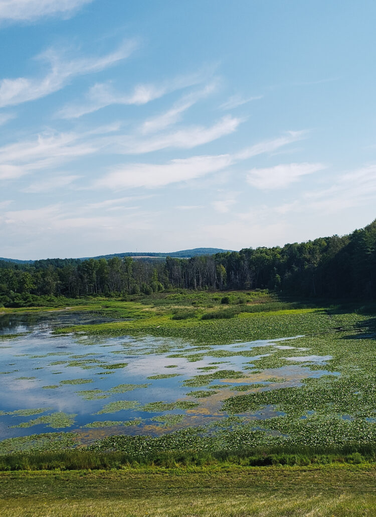 picture of water with lily pads and moss